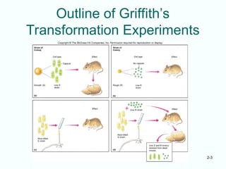 2-3
Outline of Griffith’s
Transformation Experiments
 