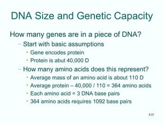 2-31
DNA Size and Genetic Capacity
How many genes are in a piece of DNA?
– Start with basic assumptions
• Gene encodes protein
• Protein is abut 40,000 D
– How many amino acids does this represent?
• Average mass of an amino acid is about 110 D
• Average protein – 40,000 / 110 = 364 amino acids
• Each amino acid = 3 DNA base pairs
• 364 amino acids requires 1092 base pairs
 