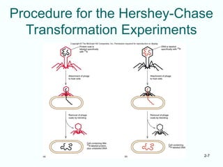 2-7
Procedure for the Hershey-Chase
Transformation Experiments
 