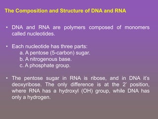 The Composition and Structure of DNA and RNA
• DNA and RNA are polymers composed of monomers
called nucleotides.
• Each nucleotide has three parts:
a. A pentose (5-carbon) sugar.
b. A nitrogenous base.
c. A phosphate group.
• The pentose sugar in RNA is ribose, and in DNA it’s
deoxyribose. The only difference is at the 2’ position,
where RNA has a hydroxyl (OH) group, while DNA has
only a hydrogen.
 
