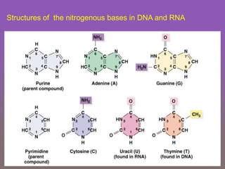 Structures of the nitrogenous bases in DNA and RNA
 