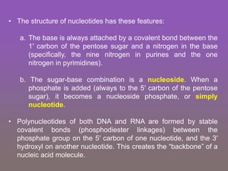 • The structure of nucleotides has these features:
a. The base is always attached by a covalent bond between the
1′ carbon of the pentose sugar and a nitrogen in the base
(specifically, the nine nitrogen in purines and the one
nitrogen in pyrimidines).
b. The sugar-base combination is a nucleoside. When a
phosphate is added (always to the 5′ carbon of the pentose
sugar), it becomes a nucleoside phosphate, or simply
nucleotide.
• Polynucleotides of both DNA and RNA are formed by stable
covalent bonds (phosphodiester linkages) between the
phosphate group on the 5′ carbon of one nucleotide, and the 3′
hydroxyl on another nucleotide. This creates the “backbone” of a
nucleic acid molecule.
 