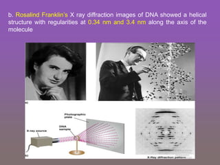b. Rosalind Franklin’s X ray diffraction images of DNA showed a helical
structure with regularities at 0.34 nm and 3.4 nm along the axis of the
molecule
 