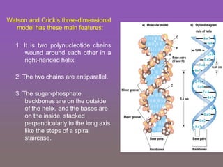 Watson and Crick’s three-dimensional
model has these main features:
1. It is two polynucleotide chains
wound around each other in a
right-handed helix.
2. The two chains are antiparallel.
3. The sugar-phosphate
backbones are on the outside
of the helix, and the bases are
on the inside, stacked
perpendicularly to the long axis
like the steps of a spiral
staircase.
 