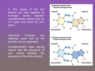 4. The bases of the two
strands are held together by
hydrogen bonds between
complementary bases (two for
A-T pairs and three for G-C
pairs).
Individual H-bonds are
relatively weak and so the
strands can be separated.
Complementary base pairing
means that the sequence of
one strand dictates the
sequence of the other strand.
 