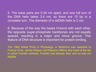 5. The base pairs are 0.34 nm apart, and one full turn of
the DNA helix takes 3.4 nm, so there are 10 bp in a
complete turn. The diameter of a dsDNA helix is 2 nm.
6. Because of the way the bases H-bond with each other,
the opposite sugar-phosphate backbones are not equally
spaced, resulting in a major and minor groove. This
feature of DNA structure is important for protein binding.
The 1962 Nobel Prize in Physiology or Medicine was awarded to
Francis Crick, James Watson and Maurice Wilkins (the head of the lab
in which Franklin worked). Franklin had already died, and so was not
eligible.
 