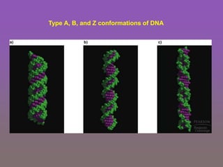 Type A, B, and Z conformations of DNA
 