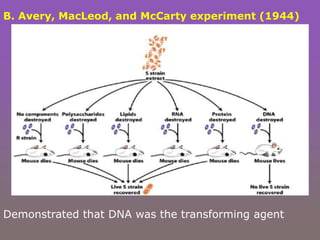B. Avery, MacLeod, and McCarty experiment (1944)
Demonstrated that DNA was the transforming agent
 