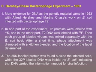 C. Hershey-Chase Bacteriophage Experiment – 1953
1. More evidence for DNA as the genetic material came in 1953
with Alfred Hershey and Martha Chase’s work on E. coli
infected with bacteriophage T2.
2. In one part of the experiment, T2 proteins were labeled with
35S, and in the other part, T2 DNA was labeled with 32P. Then
each group of labeled viruses was mixed separately with the
E. coli host. After a short time, phage attachment was
disrupted with a kitchen blender, and the location of the label
determined.
3. The 35S-labeled protein was found outside the infected cells,
while the 32P-labeled DNA was inside the E. coli, indicating
that DNA carried the information needed for viral infection.
 