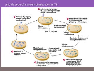 Lytic life cycle of a virulent phage, such as T2
 