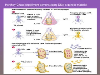 Hershey-Chase experiment demonstrating DNA is genetic material
 