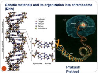 1 Prakash
Pokhrel
Genetic materials and its organization into chromosome
(DNA)
 