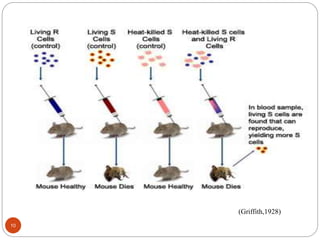 (Griffith,1928)
10
 