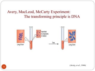 Avery, MacLeod, McCarty Experiment:
The transforming principle is DNA
13
(Avery, et al., 1944)
 