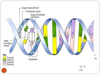 What is DNA?
• nitrogen base and sugar make a nucleoside.
• Phosphate group and a nucleoside make a
nucleotide.
•DNA is deoxyribo nucleic acid. A German
chemist,Friedrich Miescher, discovered
DNA in 1869.
19
•DNA contains three main components
(1) Phosphate (PO4) groups;
(2) Five-carbon sugars; and
(3) Nitrogen-containing bases called
purines and pyrimidines.
 