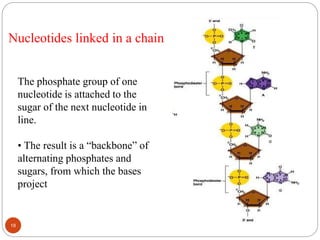 Nucleotides linked in a chain
The phosphate group of one
nucleotide is attached to the
sugar of the next nucleotide in
line.
• The result is a “backbone” of
alternating phosphates and
sugars, from which the bases
project
19
 