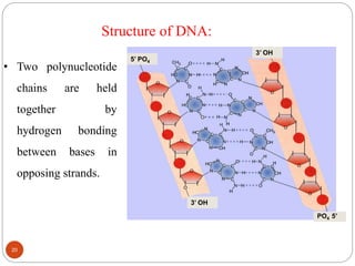 5’ PO4
PO4 5’
3’ OH
3’ OH
Structure of DNA:
• Two polynucleotide
chains are held
together by
hydrogen bonding
between bases in
opposing strands.
20
 