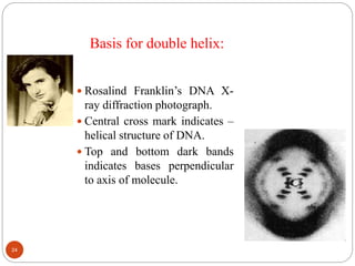 Basis for double helix:
 Rosalind Franklin’s DNA X-
ray diffraction photograph.
 Central cross mark indicates –
helical structure of DNA.
 Top and bottom dark bands
indicates bases perpendicular
to axis of molecule.
24
 