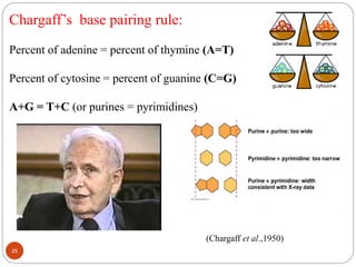Chargaff’s base pairing rule:
Percent of adenine = percent of thymine (A=T)
Percent of cytosine = percent of guanine (C=G)
A+G = T+C (or purines = pyrimidines)
(Chargaff et al.,1950)
25
 