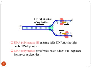 Overall direction
of replication
5’3’
5’
3’
5’
3’
3’5’
 DNA polymerase III enzyme adds DNA nucleotides
to the RNA primer.
 DNA polymerase proofreads bases added and replaces
incorrect nucleotides.
31
 