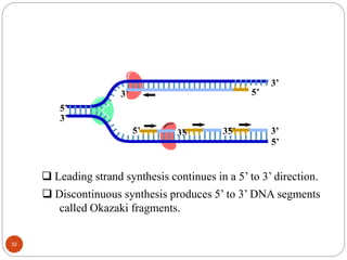 3’
5’
3’
5’
5’ 3’
5’
3’
3’
5’ 5’3’
 Leading strand synthesis continues in a 5’ to 3’ direction.
 Discontinuous synthesis produces 5’ to 3’ DNA segments
called Okazaki fragments.
32
 