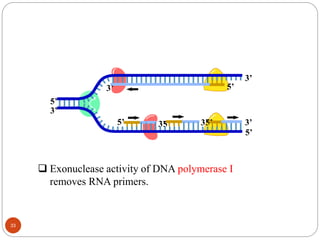 5’
5’
3’ 3’
5’
3’
5’ 3’
5’
3’
3’
5’
 Exonuclease activity of DNA polymerase I
removes RNA primers.
33
 