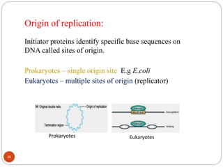 Origin of replication:
Initiator proteins identify specific base sequences on
DNA called sites of origin.
Prokaryotes – single origin site E.g E.coli
Eukaryotes – multiple sites of origin (replicator)
Prokaryotes Eukaryotes
35
 