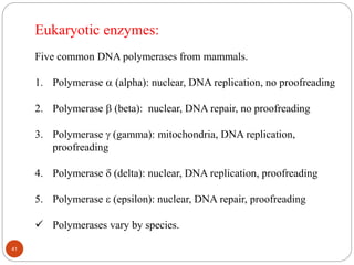 Eukaryotic enzymes:
Five common DNA polymerases from mammals.
1. Polymerase  (alpha): nuclear, DNA replication, no proofreading
2. Polymerase  (beta): nuclear, DNA repair, no proofreading
3. Polymerase  (gamma): mitochondria, DNA replication,
proofreading
4. Polymerase  (delta): nuclear, DNA replication, proofreading
5. Polymerase  (epsilon): nuclear, DNA repair, proofreading
 Polymerases vary by species.
41
 