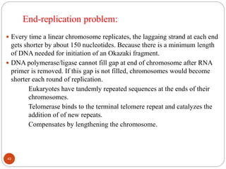 End-replication problem:
 Every time a linear chromosome replicates, the laggaing strand at each end
gets shorter by about 150 nucleotides. Because there is a minimum length
of DNA needed for initiation of an Okazaki fragment.
 DNA polymerase/ligase cannot fill gap at end of chromosome after RNA
primer is removed. If this gap is not filled, chromosomes would become
shorter each round of replication.
Eukaryotes have tandemly repeated sequences at the ends of their
chromosomes.
Telomerase binds to the terminal telomere repeat and catalyzes the
addition of of new repeats.
Compensates by lengthening the chromosome.
43
 