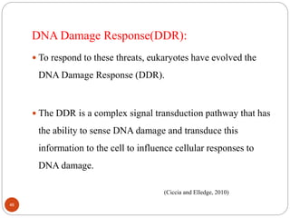 DNA Damage Response(DDR):
 To respond to these threats, eukaryotes have evolved the
DNA Damage Response (DDR).
 The DDR is a complex signal transduction pathway that has
the ability to sense DNA damage and transduce this
information to the cell to influence cellular responses to
DNA damage.
(Ciccia and Elledge, 2010)
46
 