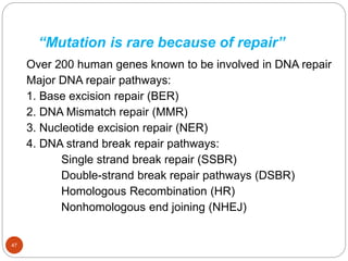 “Mutation is rare because of repair”
Over 200 human genes known to be involved in DNA repair
Major DNA repair pathways:
1. Base excision repair (BER)
2. DNA Mismatch repair (MMR)
3. Nucleotide excision repair (NER)
4. DNA strand break repair pathways:
Single strand break repair (SSBR)
Double-strand break repair pathways (DSBR)
Homologous Recombination (HR)
Nonhomologous end joining (NHEJ)
47
 