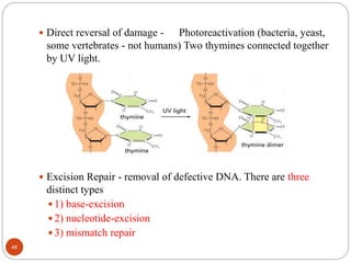  Direct reversal of damage - Photoreactivation (bacteria, yeast,
some vertebrates - not humans) Two thymines connected together
by UV light.
 Excision Repair - removal of defective DNA. There are three
distinct types
 1) base-excision
 2) nucleotide-excision
 3) mismatch repair
48
 