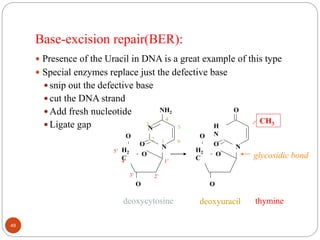 Base-excision repair(BER):
 Presence of the Uracil in DNA is a great example of this type
 Special enzymes replace just the defective base
 snip out the defective base
 cut the DNA strand
 Add fresh nucleotide
 Ligate gap
N
N
NH2
O
O
H2
C
O
O
N
H
N
O
O
O
H2
C
O
O
deoxycytosine deoxyuracil
1’
2’3’
4’
5’
12
3
4
5
6
CH3
thymine
glycosidic bond
49
 