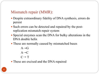 Mismatch repair (MMR):
 Despite extraordinary fidelity of DNA synthesis, errors do
persist
 Such errors can be detected and repaired by the post-
replication mismatch repair system
 Special enzymes scan the DNA for bulky alterations in the
DNA double helix
 These are normally caused by mismatched bases
A G
A C
C T
 These are excised and the DNA repaired
51
 