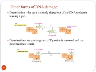 Other forms of DNA damage:
 Depurination - the base is simply ripped out of the DNA molecule
leaving a gap.
 Deamination - An amino group of Cytosine is removed and the
base becomes Uracil.
54
 