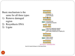 Basic mechanism is the
same for all three types
1) Remove damaged
region
2) Resynthesis DNA
3) Ligate
55
 