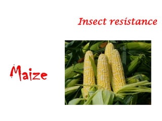 Insect resistance
 
