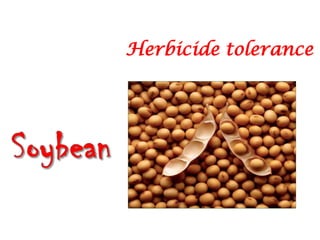 Herbicide tolerance
 