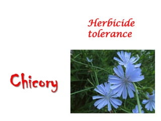Herbicide
tolerance
 