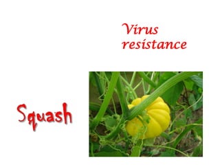 Virus
resistance
 