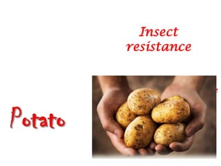 Insect
resistance


     Canada, Unite
     d States
 
