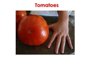 Tomatoes
 