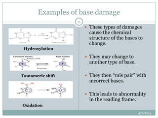 Examples of base damage
                   11
                         These types of damages
                          cause the chemical
                          structure of the bases to
                          change.
 Hydroxylation

                         They may change to
                          another type of base.

Tautameric shift         They then “mis pair” with
                          incorrect bases.

                         This leads to abnormality
                          in the reading frame.
Oxidation
                                                  4/7/2013
 