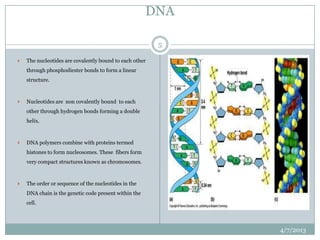 DNA

                                                         5

   The nucleotides are covalently bound to each other
    through phosphodiester bonds to form a linear
    structure.



   Nucleotides are non covalently bound to each
    other through hydrogen bonds forming a double
    helix.



   DNA polymers combine with proteins termed
    histones to form nucleosomes. These fibers form
    very compact structures known as chromosomes.



   The order or sequence of the nucleotides in the
    DNA chain is the genetic code present within the
    cell.




                                                             4/7/2013
 