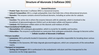 Iduronidate Genetic Mutations Science Presentation .pptx