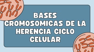 BASES
BASES
CROMOSOMICAS DE LA
CROMOSOMICAS DE LA
HERENCIA CICLO
HERENCIA CICLO
CELULAR
CELULAR
 