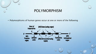 POLYMORPHISM
• Polymorphisms of human genes occur at one or more of the following
 