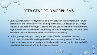 FCΓR GENE POLYMORPHISMS
• Leukocyte IgG receptors(fcγr) serve as a link between the humoral and cellular
branches of the immune system. Binding of the constant region of IgG to fcγr
induces a plethora of cell type-specific pro and counterinflammatory functions.
Fcγr polymorphisms influence the efficacy of cellular responses, and have been
associated with inflammatory disease and disease severity
• Leukocyte fcγr belong to the ig superfamily. Divided into three classes,
fcγri(cd64), fcγrii(cd32), and fcγriii(cd16), encompassing atleast 12 isoforms.
Fcγr classes contain structurally and biochemically distinct molecules, and differ
in cell distribution and affinity for igg subclasses.
 