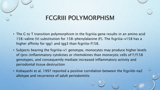 FCGRIII POLYMORPHISM
• The G to T transition polymorphism in the fcgriiia gene results in an amino acid
158-valine (V) substitution for 158-phenylalanine (F). The fcgriiia-v158 has a
higher affinity for igg1 and igg3 than fcgriiia-f158.
• Subjects bearing the fcgriiia-v1 genotype, monocytes may produce higher levels
of (pro-)inflammatory cytokines or chemokines than monocytic cells of f/f158
genotypes, and consequently mediate increased inflammatory activity and
periodontal tissue destruction
• Kobayashi et al. 1997 reported a positive correlation between the fcgriiib-na2
allotype and recurrence of adult periodontitis
 