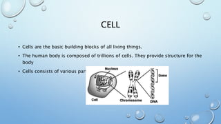 CELL
• Cells are the basic building blocks of all living things.
• The human body is composed of trillions of cells. They provide structure for the
body
• Cells consists of various parts
 